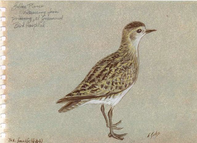 egplover [640x480].jpg